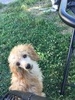 Wildwoof's Singing In The Rain